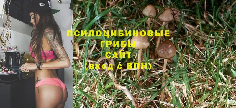 Псилоцибиновые грибы MAGIC MUSHROOMS  Менделеевск 